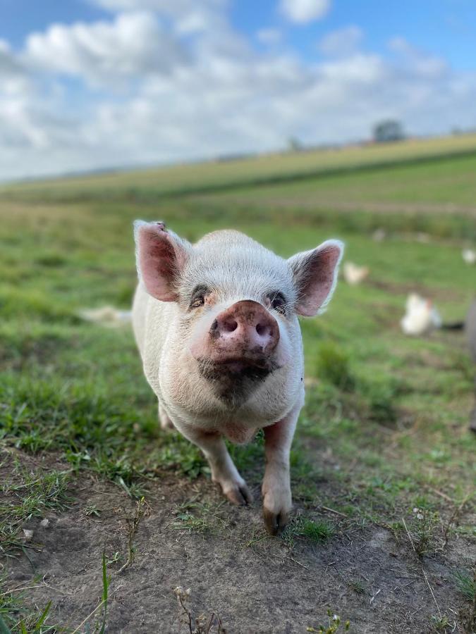 “In Oans Oefje” Parel In De Polder! Apartman Lewedorp Kültér fotó